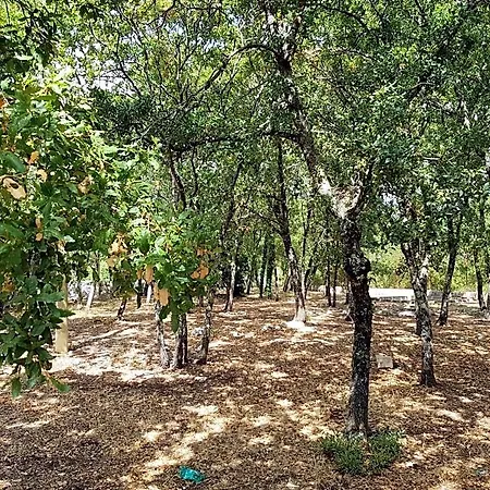 Venus Woods Oda ve Kahvaltı 4*