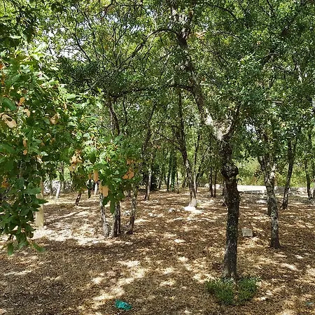 Venus Woods Oda ve Kahvaltı *